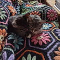 Lilly P.