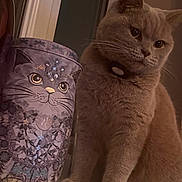 Fudge joined the competition — help win amazing prizes! cat, decorative_container, indoor, feline, whimsical, gemstones, painted_art, table_surface, curtain, window_frame, close_up, fluffy, domestic_cat, brown_cat, pets, companion, still_life, animal_portrait, curious, cute