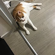 Rumba participe au concours pour gagner de l'argent avec cette photo : cat, orange_cat, white_cat, bicolor_cat, feline, pet, lying_down, relaxed, indoors, floor, wood_floor, home, cables, charger, electrical_outlet, pole, long_tail, green_eyes, animal_photography, casual_snapshot