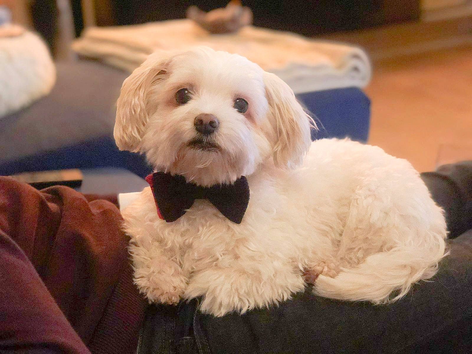 Harper participe au concours pour gagner de l'argent avec cette photo : canidae, carnivore, cockapoo, comfort, companion_dog, dog, dog_breed, eye, fur, labradoodle, mal_shi, maltepoo, poodle_crossbreed, puppy_love, shih_poo, small_terrier, snout, terrier, toy_dog, working_animal