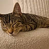 cat, tabby, sleeping, sleepy, animal, pet, feline, whiskers, striped_fur, closed_eyes, relaxed, lying_down, towel, soft_surface, indoor, close_up, portrait, warm_lighting, cozy, nap