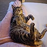 cat, tabby_cat, pet, sleeping, relaxed, lying_down, belly_up, paws, whiskers, ears, fur, striped, indoor, blanket, soft_surface, cozy, portrait, close_up, cute, animal