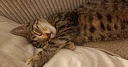 Maé a rejoint le concours — aidez-le/la à gagner de superbes lots ! animal, bed, blanket, cat, closed_eyes, cozy, curled_up, cute, fur, home, indoors, nap, paw, pet, pillow, portrait, relaxed, sleeping, tabby, whiskers