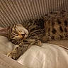 cat, tabby, sleeping, pet, animal, fur, whiskers, closed_eyes, paw, curled_up, relaxed, cozy, bed, blanket, pillow, indoors, home, portrait, cute, nap