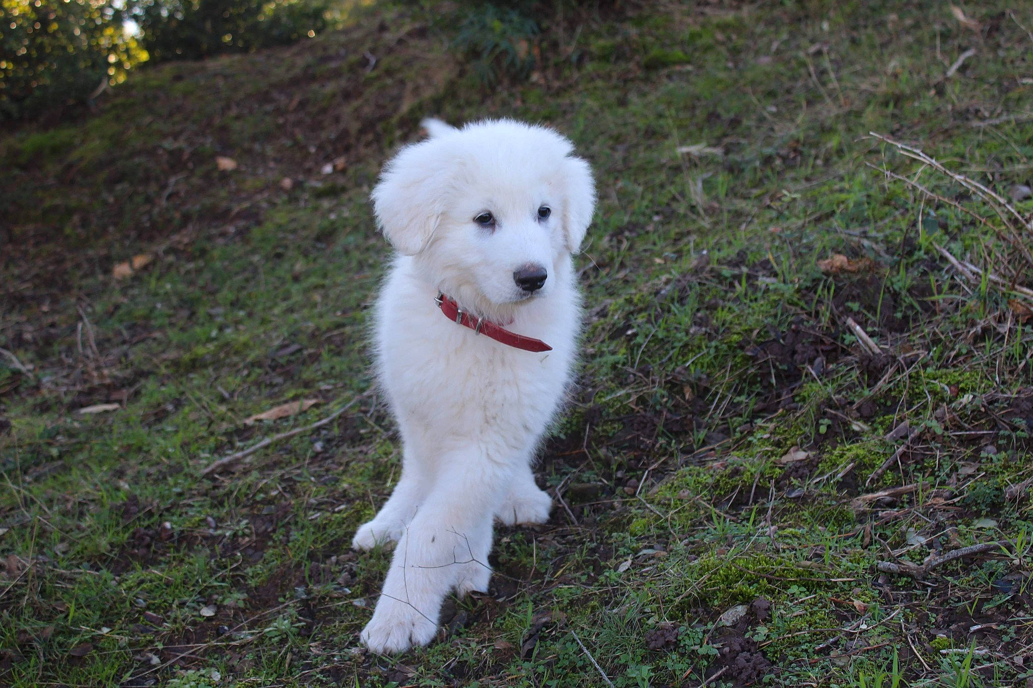 Patou participe au concours pour gagner de l'argent avec cette photo : ancient_dog_breeds, canidae, carnivore, companion_dog, dog, dog_breed, fur, grass, indian_spitz, livestock_guardian_dog, non_sporting_group, plant, polish_tatra_sheepdog, samoyed, soil, sporting_group, tail, tree, working_animal, working_dog
