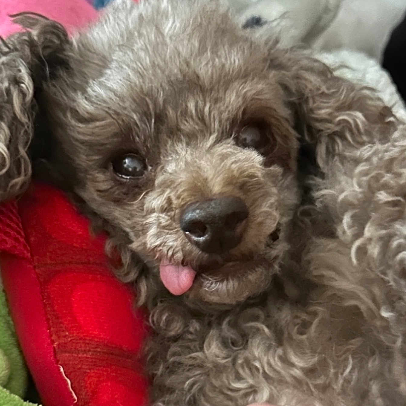 Sophie Belle joined the competition — help win amazing prizes! animal, blanket, canine, close_up, cozy, curly_fur, cute, dog, domestic_animal, ears, face, fluffy, fur, lying_down, nose, pet, playful, resting, sleepy, tongue_out