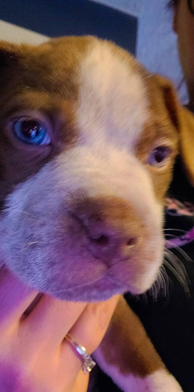 Gunner is registered to the contest to win money with this photo: canidae, carnivore, close_up, companion_dog, dog, dog_breed, ear, electric_blue, fawn, fur, iris, liver, nose, puppy_love, selfie, snout, sporting_group, whiskers, working_animal, wrinkle