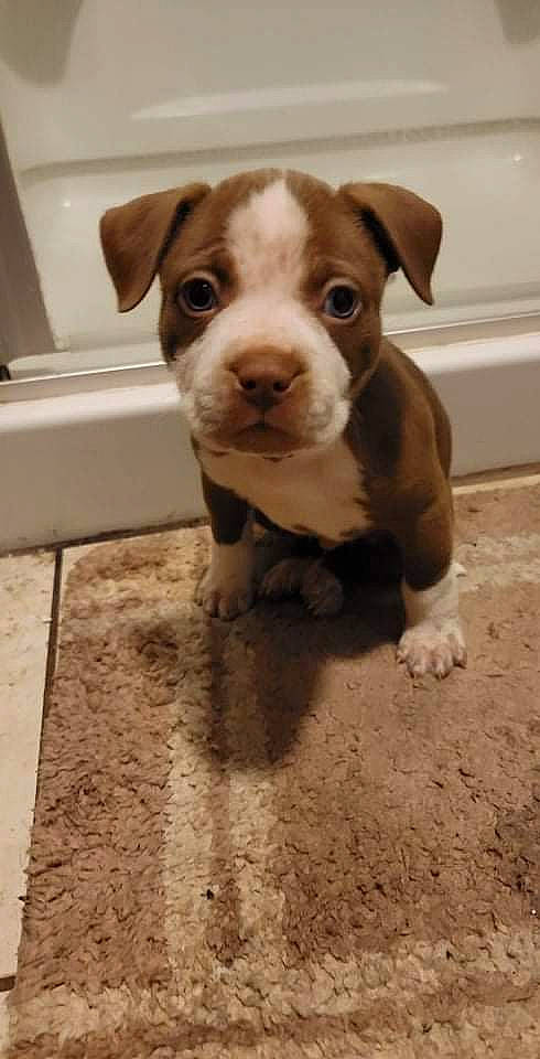 Gunner is registered to the contest to win money with this photo: canidae, carnivore, companion_dog, dog, dog_breed, fawn, flooring, fur, hardwood, liver, non_sporting_group, paper_towel, pet_supply, snout, sporting_group, tail, terrestrial_animal, whiskers, wood, working_animal