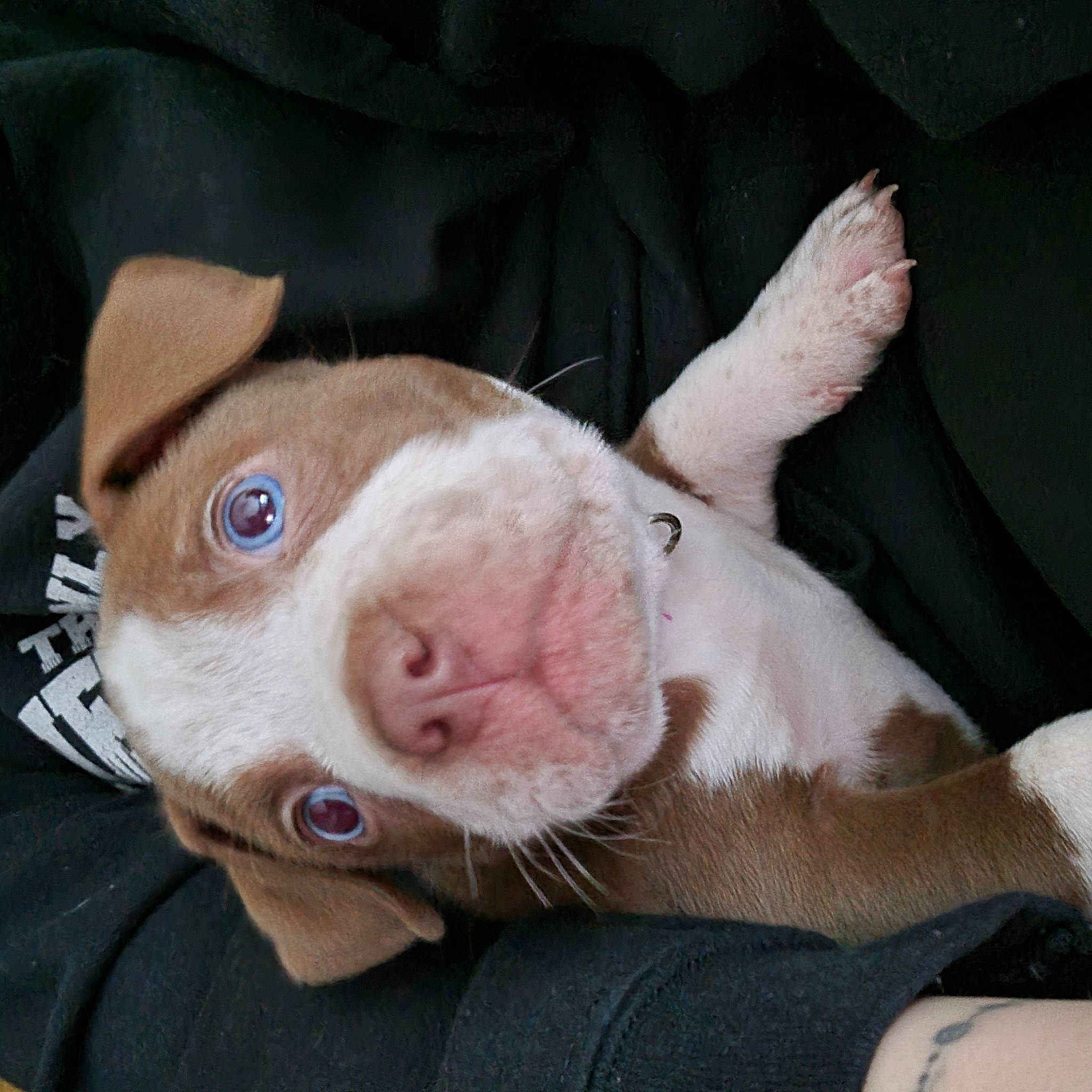 Gunner joined the competition — help win amazing prizes! canidae, carnivore, comfort, companion_dog, dog, dog_breed, ear, fawn, flesh, fur, gesture, nail, non_sporting_group, paw, snout, sporting_group, suidae, whiskers, working_animal, wrinkle