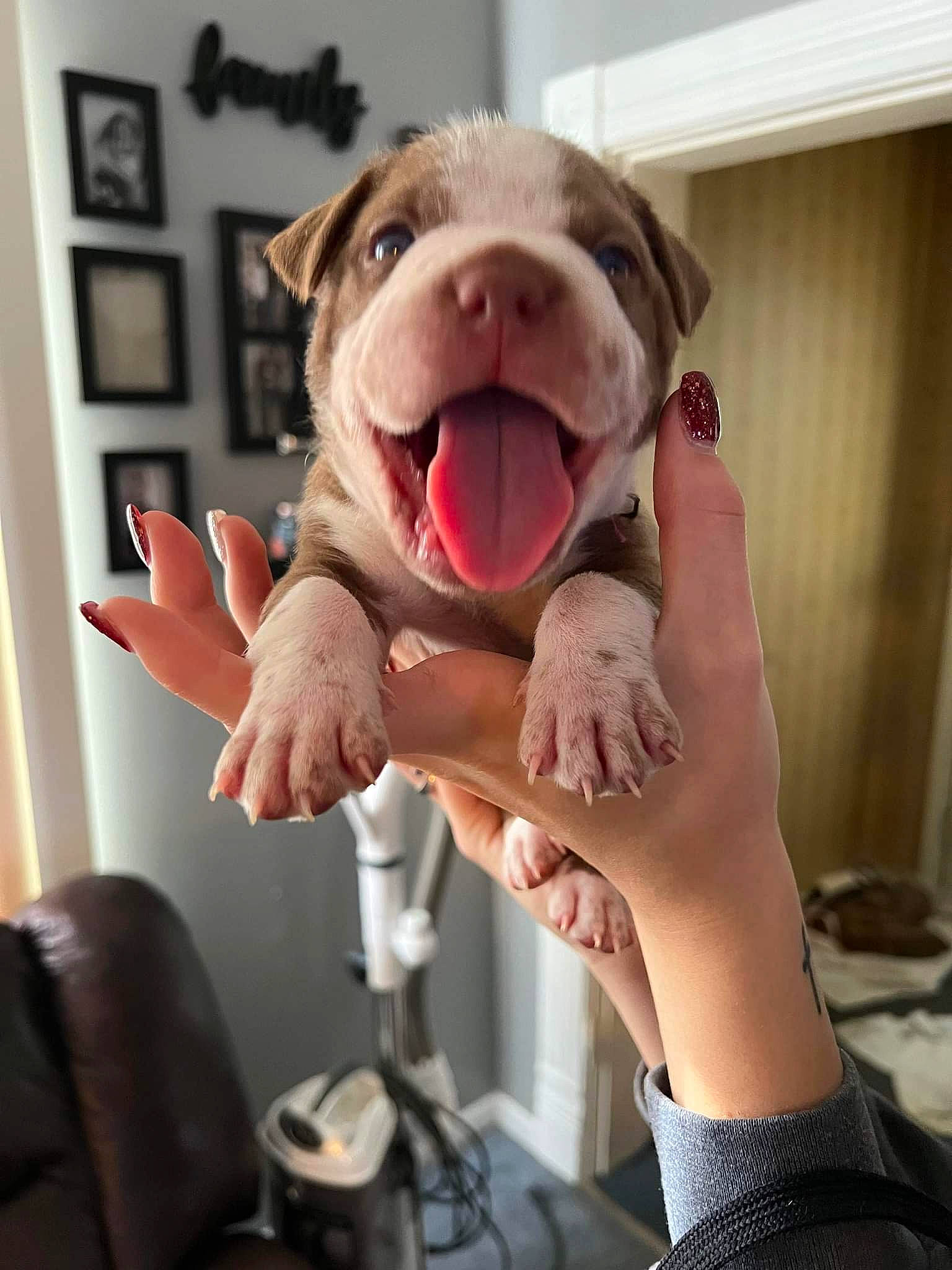 Gunner is registered to the contest to win money with this photo: carnivore, chair, comfort, companion_dog, dog, dog_breed, fish, flesh, gesture, hand, happy, jaw, personal_protective_equipment, picture_frame, selfie, snout, thumb, toy, whiskers, window