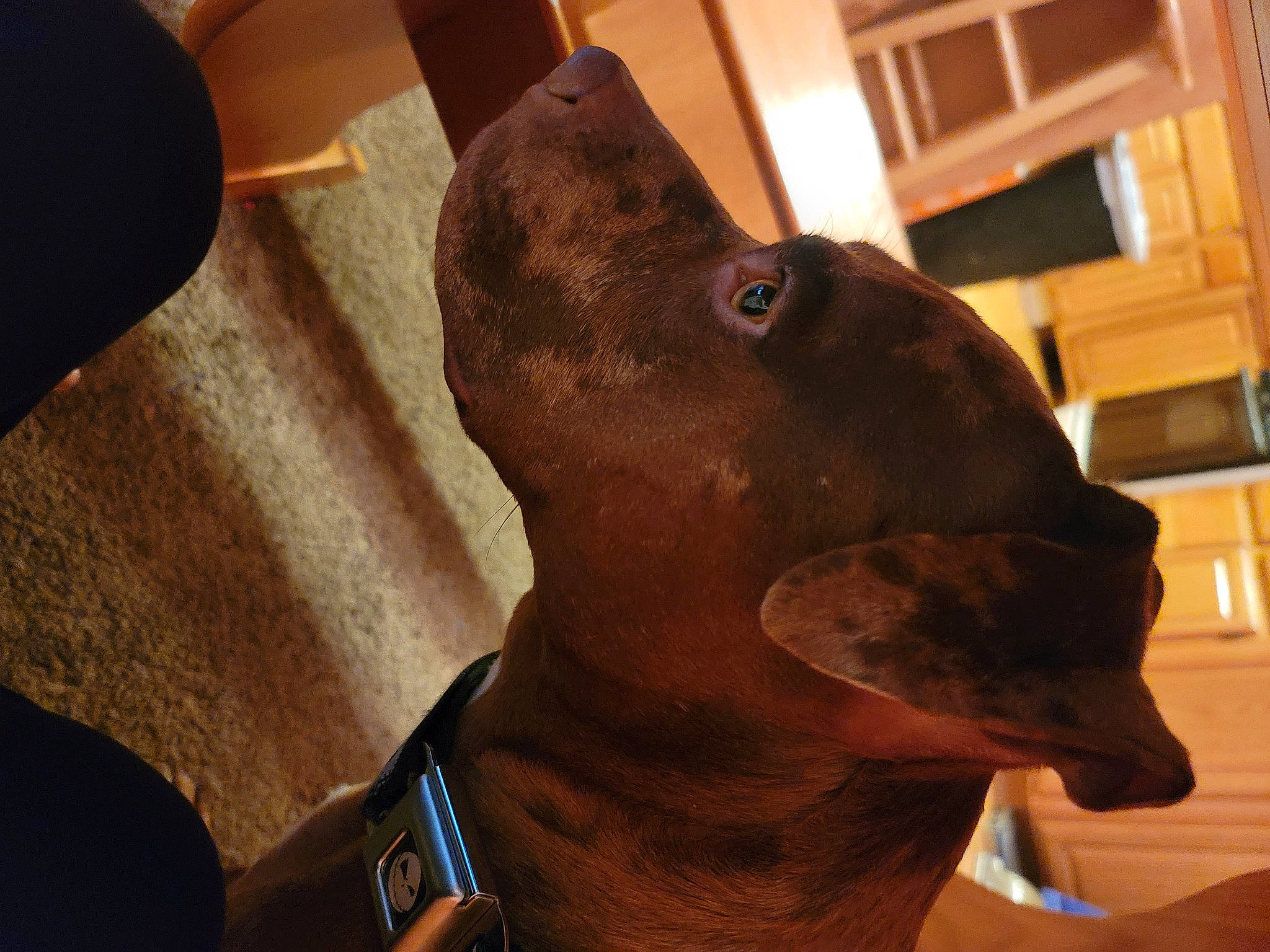 Nemo joined the competition — help win amazing prizes! canidae, carnivore, collar, companion_dog, dog, dog_breed, dog_collar, ear, fawn, guard_dog, hunting_dog, jaw, liver, non_sporting_group, pet_supply, snout, sporting_group, whiskers, working_animal, working_dog