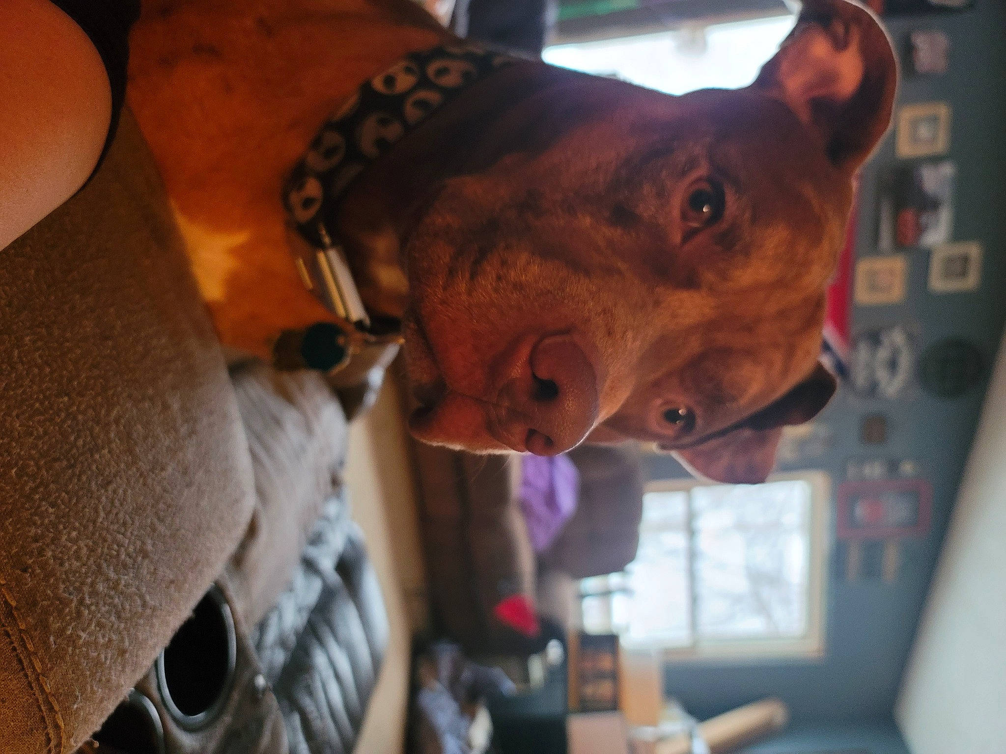 Nemo is registered to the contest to win money with this photo: canidae, carnivore, collar, dog, dog_breed, dog_collar, ear, eyewear, fawn, fun, fur, guard_dog, jaw, leash, liver, snout, sporting_group, whiskers, window, working_animal