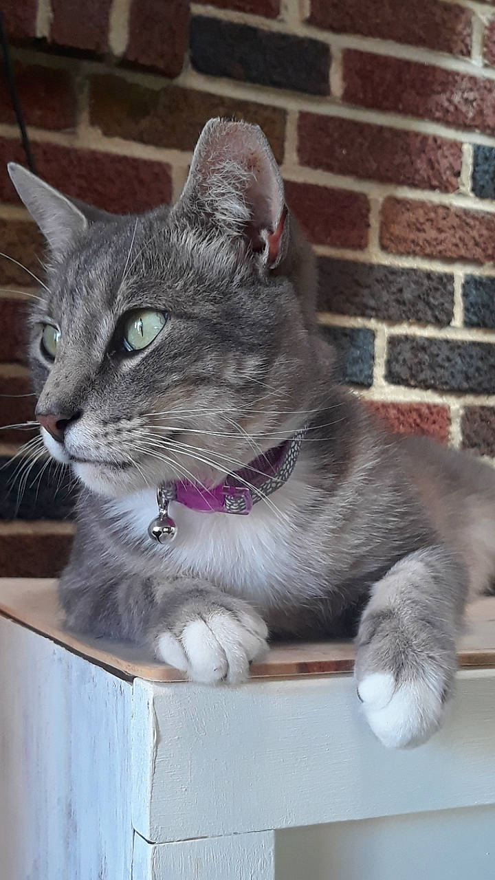 G Mann is registered to the contest to win money with this photo: aegean_cat, asian, british_shorthair, carnivore, cat, domestic_short_haired_cat, european_shorthair, fawn, felidae, kitten, korat, mammal, nebelung, polydactyl_cat, russian_blue, small_to_medium_sized_cats, snout, tabby_cat, vertebrate, whiskers