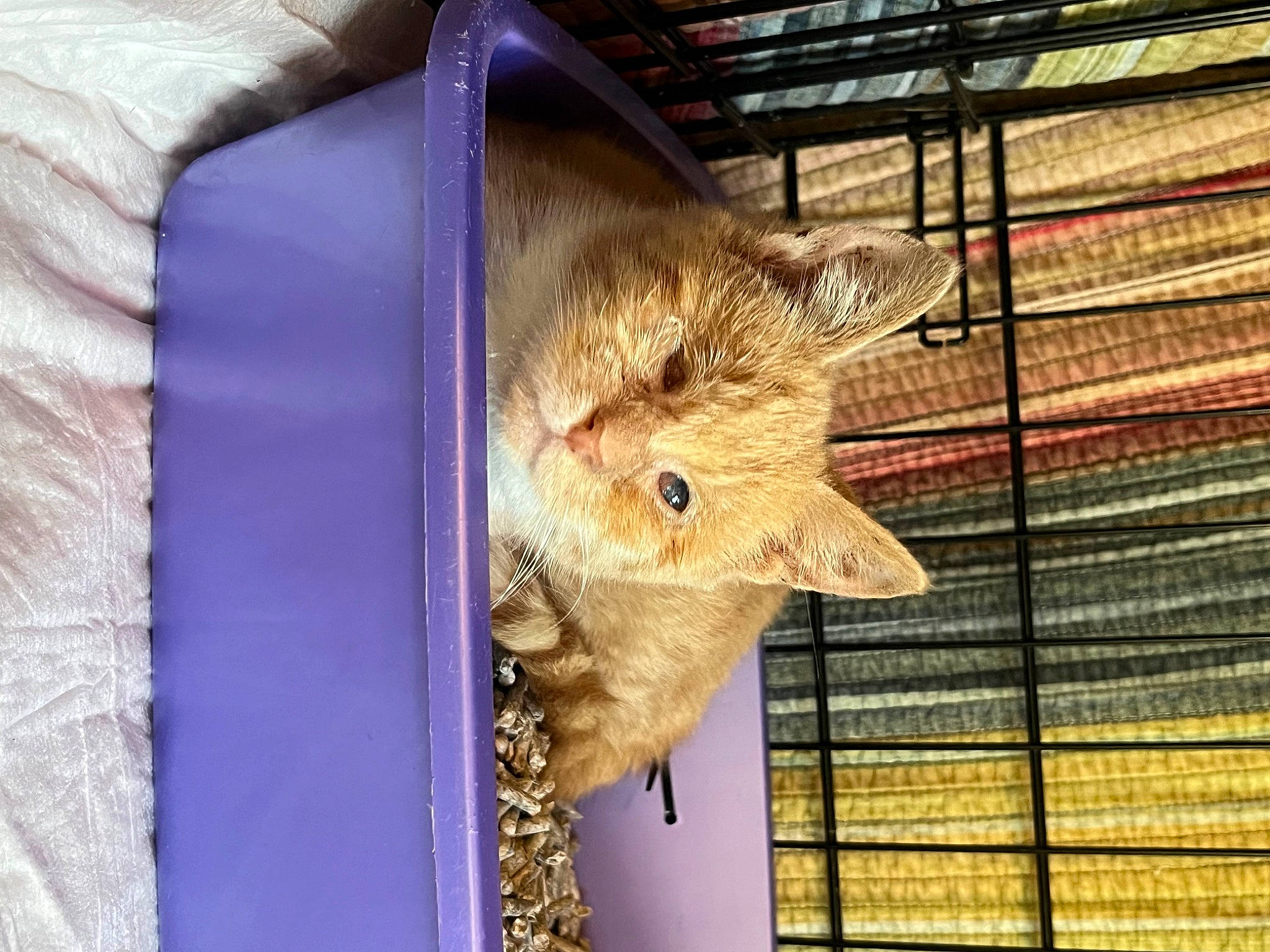 Pop Tart is registered to the contest to win money with this photo: animal_shelter, cage, carnivore, cat, electric_blue, event, fawn, felidae, fur, mesh, pattern, pet_supply, rodent, service, small_to_medium_sized_cats, snout, tail, terrestrial_animal, whiskers, wood