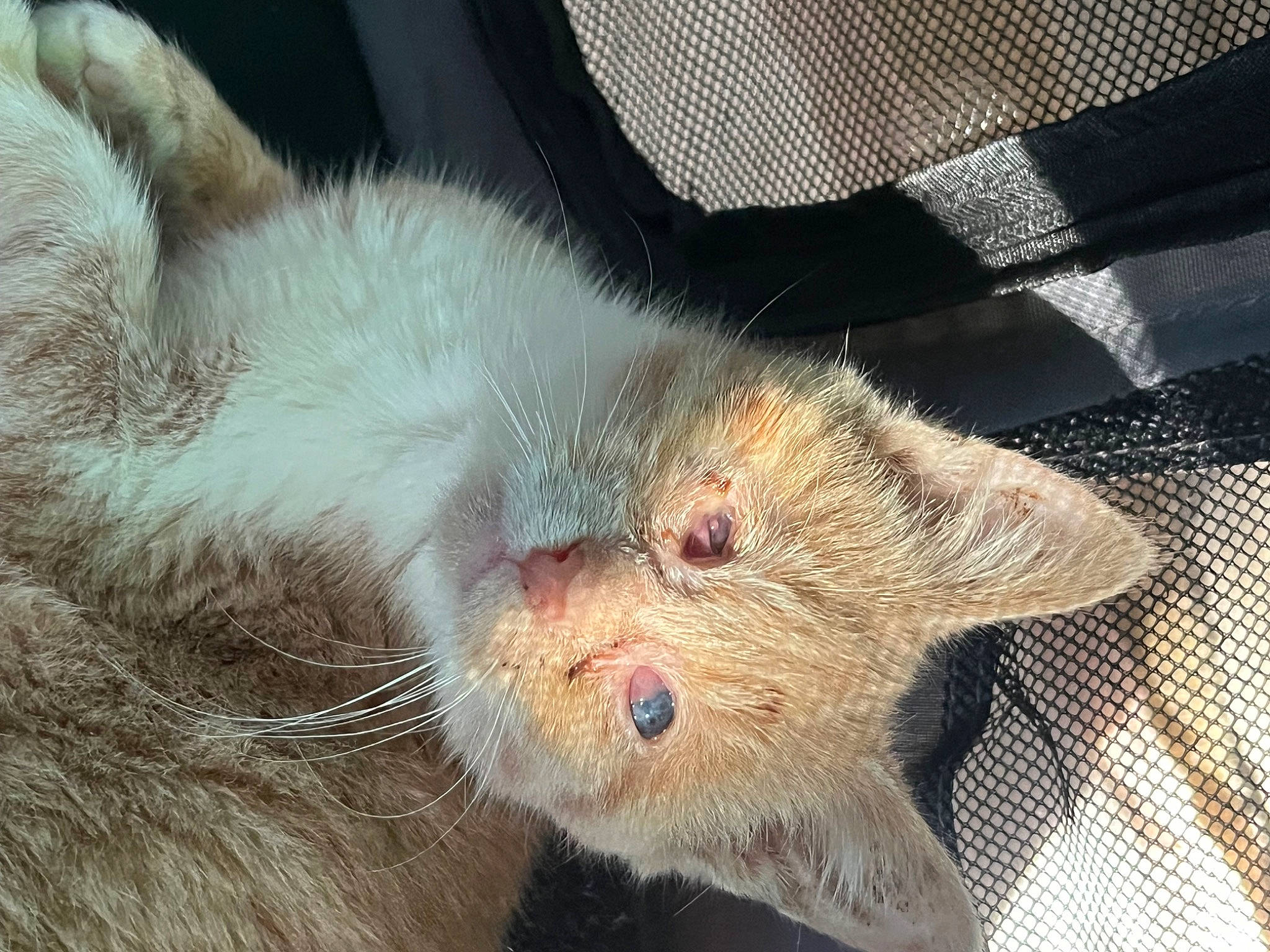 Pop Tart is registered to the contest to win money with this photo: carnivore, cat, claw, domestic_short_haired_cat, fawn, felidae, foot, fur, marsupial, mouse, paw, small_to_medium_sized_cats, snout, terrestrial_animal, whiskers