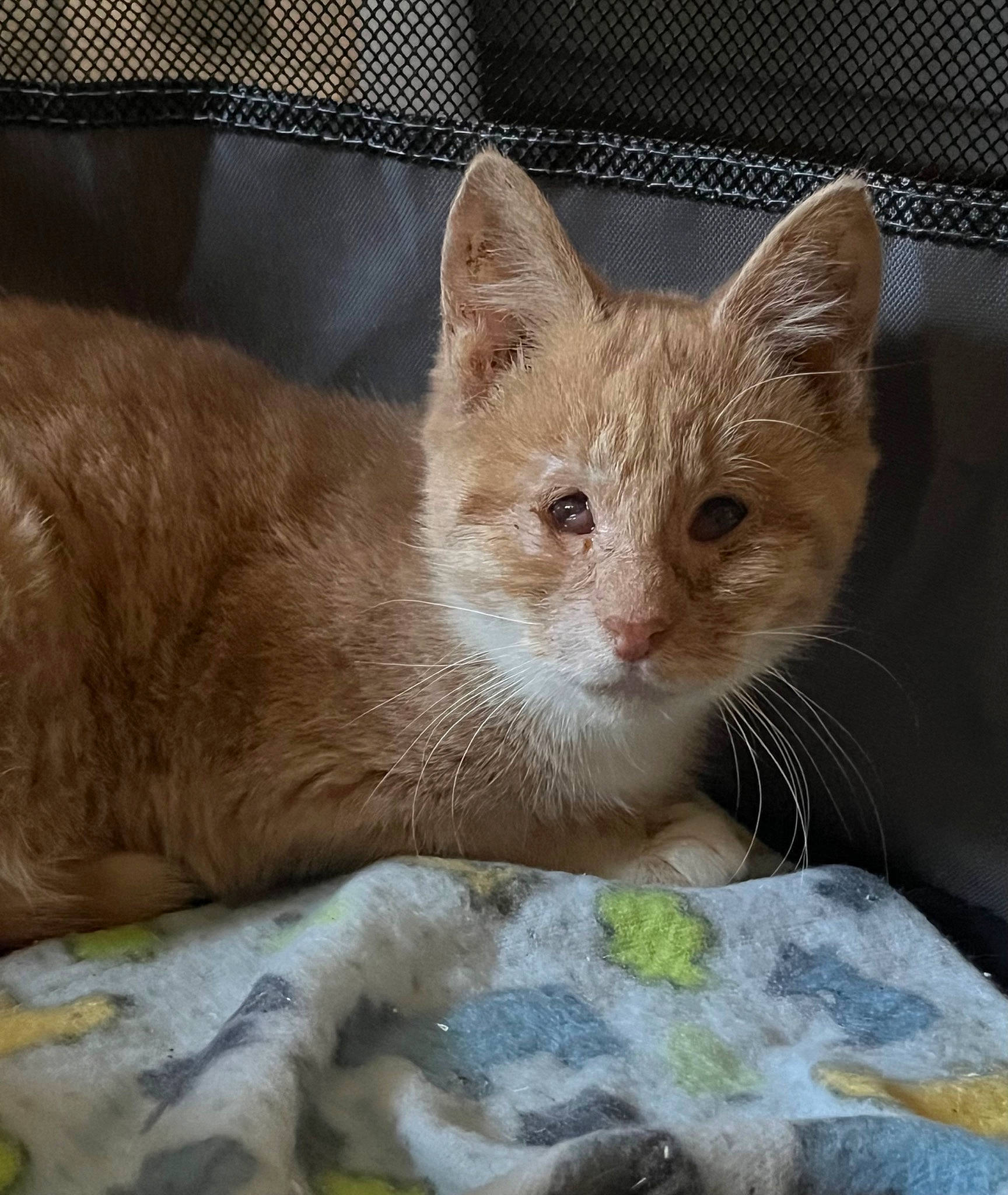 Pop Tart is registered to the contest to win money with this photo: carnivore, cat, cat_bed, cat_supply, claw, comfort, domestic_short_haired_cat, fawn, felidae, fur, paw, pet_supply, small_to_medium_sized_cats, snout, tail, terrestrial_animal, whiskers