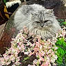 cat, gray_cat, fluffy, long_hair, table, wooden_table, flowers, pink_flowers, green_leaves, indoor, furniture, chair, decor, pet, animal, relaxed, close_up, domestic_cat, resting, tabletop
