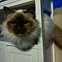 cat, pet, fluffy, long_hair, seal_point, blue_eyes, whiskers, close_up, portrait, peeking, indoor, cabinet, shelf, furniture, curious, domestic_animal, cute, low_light, soft_focus, looking_at_camera
