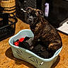 animal, basket, black, brindle, brown, clothes, cute, dog, domestic, floor, flooring, fur, home, indoor, laundry_basket, looking_up, pet, portrait, puppy, young_dog
