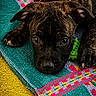Aiko a rejoint le concours — aidez-le/la à gagner de superbes lots ! animal, brindle, close_up, collar, colorful, cute, dog, expression, fur, indoor, lying_down, paw, pet, playful, puppy, resting, texture, towel, toy, young