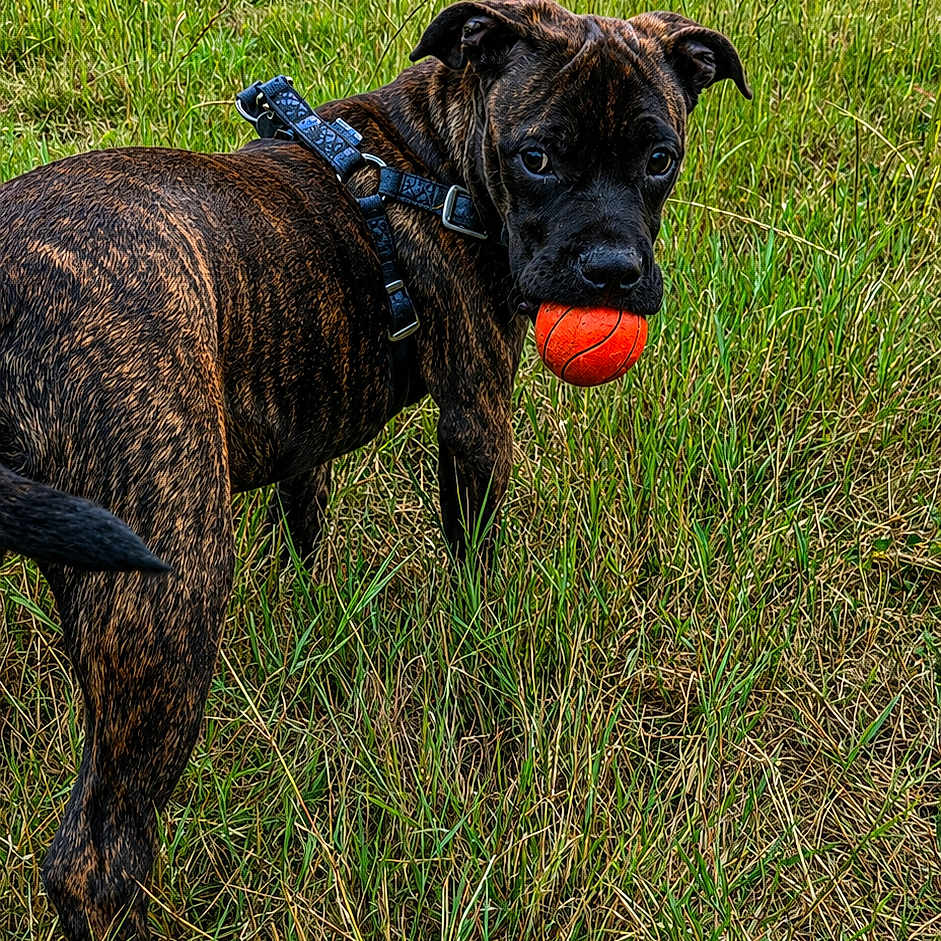 Aiko