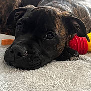 Aiko a rejoint le concours — aidez-le/la à gagner de superbes lots ! animal, black, brindle, brown, close_up, cute, dog, ears, fluffy, indoor, lying_down, pet, puppy, red, resting, snout, soft_surface, toy, yellow, young