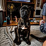 Aiko participe au concours pour gagner de l'argent avec cette photo : bed, blanket, bottle, brindle, curtains, dog, fan, furniture, indoor, living_room, person, pet, phone, puppy, remote_control, snack, table, tattoo, television, wood
