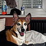 animal, blanket, comfortable, couch, cozy, curtains, dog, domestic, ears, face, fur, happy, indoor, pet, radiator, relaxed, resting, smiling, water_bottle, window