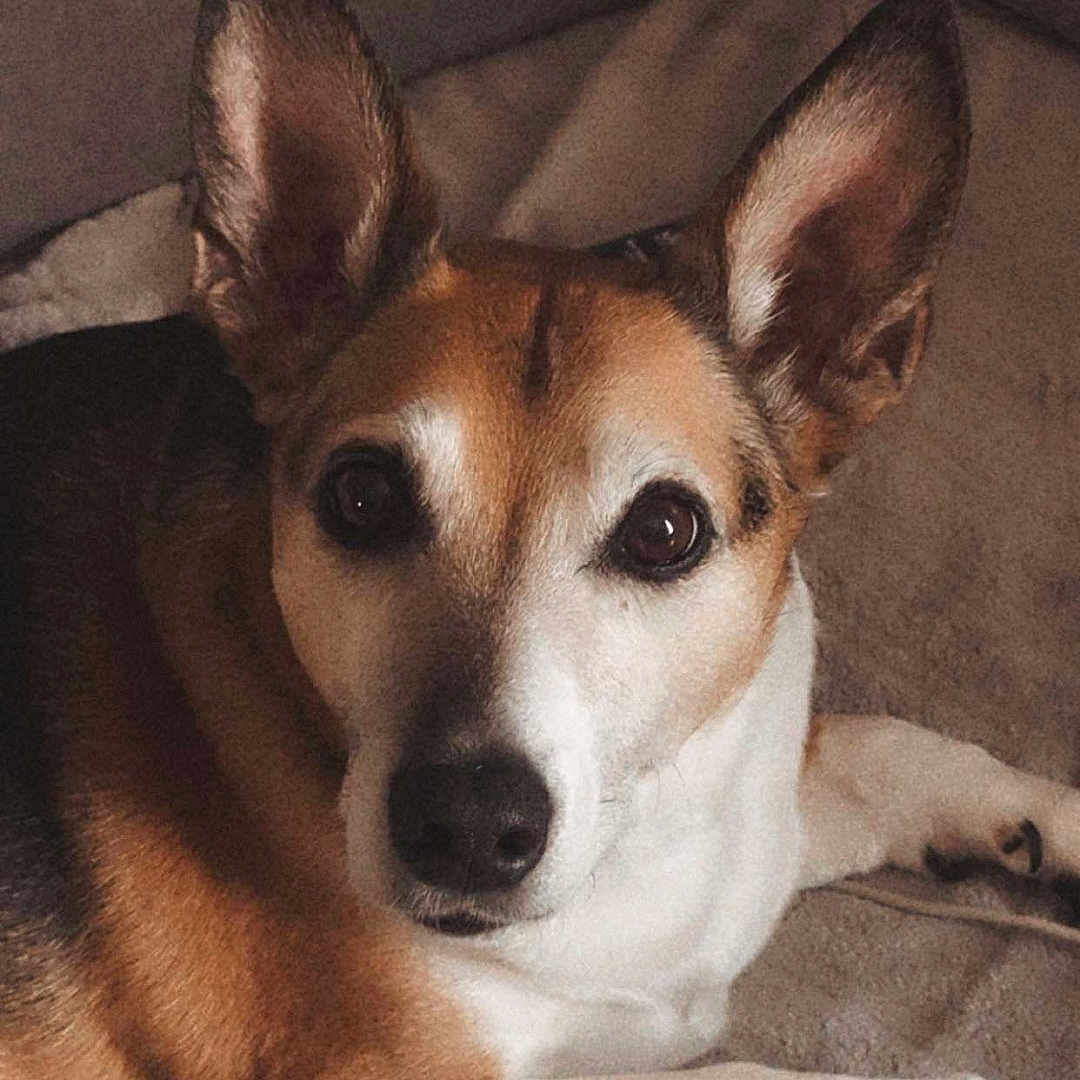 Rex