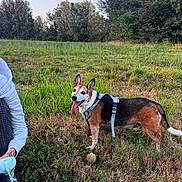Rex participe au concours pour gagner de l'argent avec cette photo : animal, canine, casual, daylight, dog, field, grass, greenery, happy, harness, nature, outdoor, person_partial, pet, playful, summer, tennis_ball, tongue_out, trees, walking