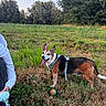 animal, canine, casual, daylight, dog, field, grass, greenery, happy, harness, nature, outdoor, person_partial, pet, playful, summer, tennis_ball, tongue_out, trees, walking
