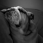 Lewis a rejoint le concours — aidez-le/la à gagner de superbes lots ! bulldog, dog, sleeping, black_and_white, pet, wrinkles, close_up, indoor, couch, resting, fur, canine, animal, portrait, cozy, relaxed, mammal, companion, cute, friend