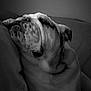 bulldog, dog, sleeping, black_and_white, pet, wrinkles, close_up, indoor, couch, resting, fur, canine, animal, portrait, cozy, relaxed, mammal, companion, cute, friend