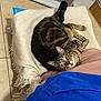 cat, tabby, blanket, floor, tile, green_eyes, curled_up, indoor, pet, resting, feline, cozy, close_up, looking_up, domestic_animal, fur, whiskers, person, blue_clothing, home