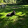 Pebbles