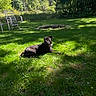 animal, backyard, bulldog, daytime, dog, fire_pit, garden, grass, greenery, lawn, lying_down, outdoor, patio_chair, pet, portrait, relaxed, shadow, sunlight, trees, woodland