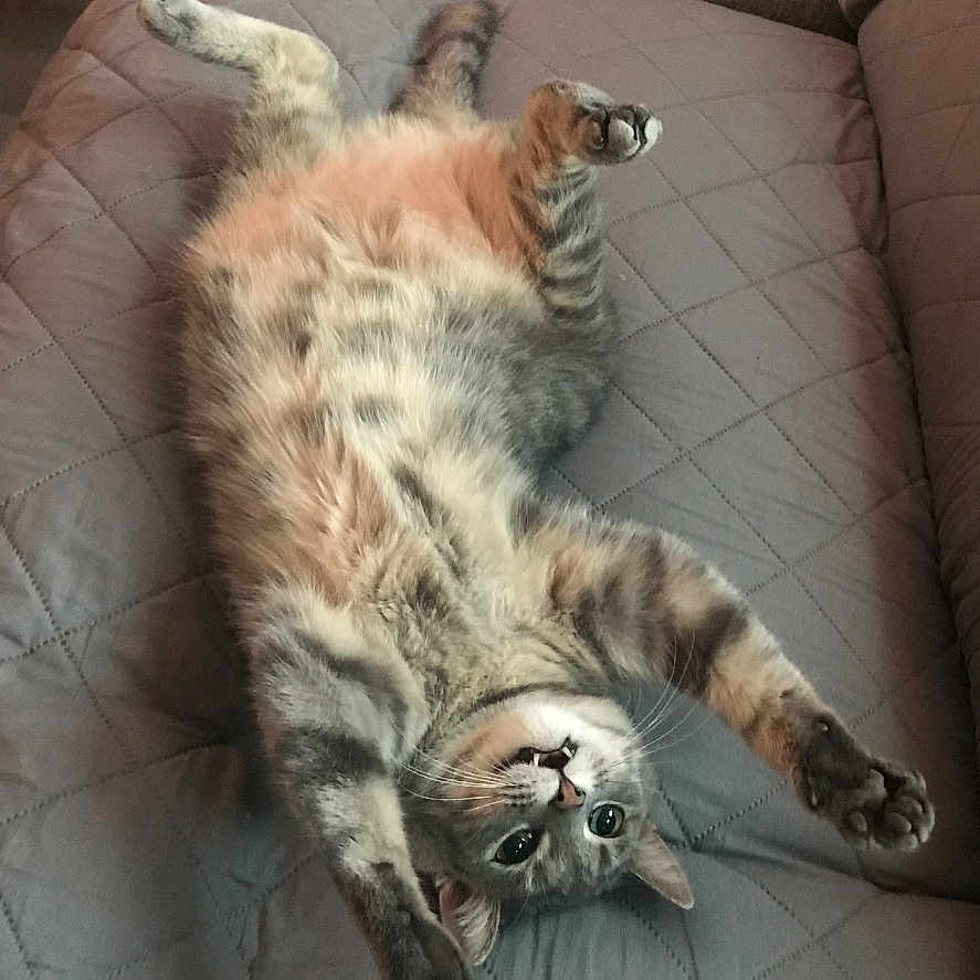 Jupiter joined the competition — help win amazing prizes! cat, tabby, pet, animal, feline, lying_down, stretching, couch, quilted, indoor, cozy, relaxed, fur, whiskers, paws, home, cute, playful, resting, domestic_animal