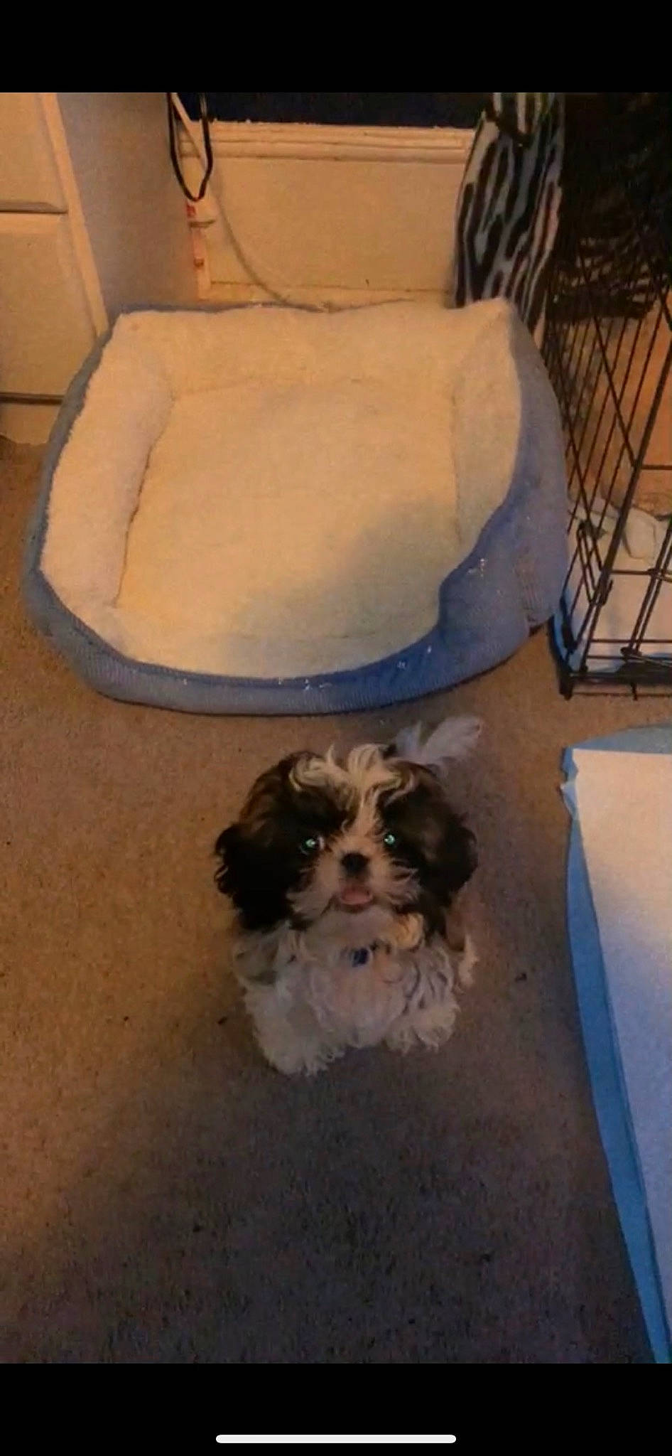 Theo is registered to the contest to win money with this photo: canidae, carnivore, comfort, companion_dog, dog, dog_breed, dog_supply, fawn, floor, flooring, fur, hardwood, liver, pet_supply, small_terrier, snout, terrier, toy_dog, vertebrate, working_animal