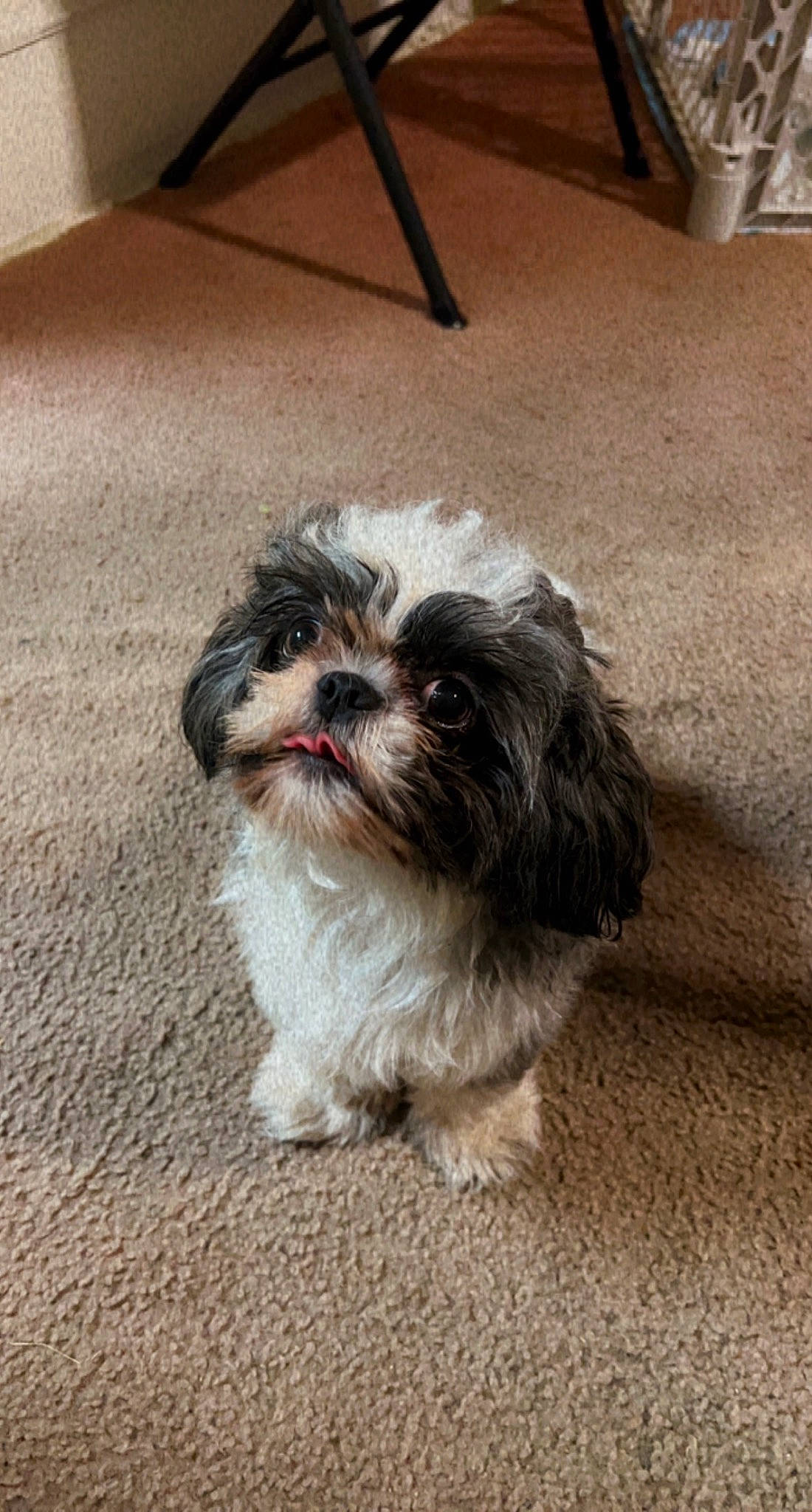 Theo is registered to the contest to win money with this photo: canidae, carnivore, chair, companion_dog, dog, dog_breed, fur, grey, liver, mal_shi, pekapoo, shih_poo, shih_tzu, small_terrier, snout, sporting_group, terrier, toy_dog, water_dog, working_animal