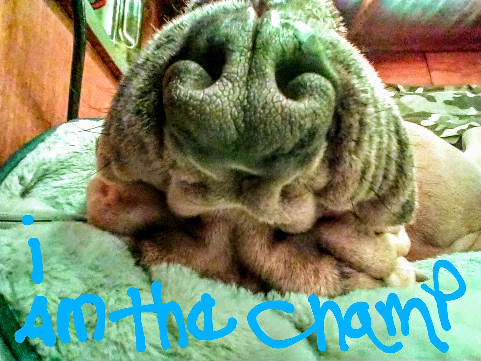 Champion joined the competition — help win amazing prizes! canidae, dog_breed, organism, photo_caption, plant, puppy, snout