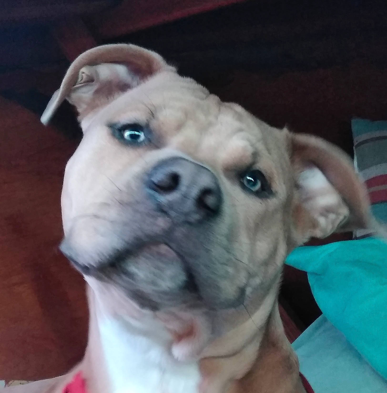 Champion joined the competition — help win amazing prizes! american_bulldog, australian_bulldog, boxer, bulldog, canidae, carnivore, companion_dog, dog, dog_breed, fawn, mammal, non_sporting_group, nose, old_english_bulldog, puppy_love, rare_breed_dog, skin, snout, valley_bulldog, vertebrate