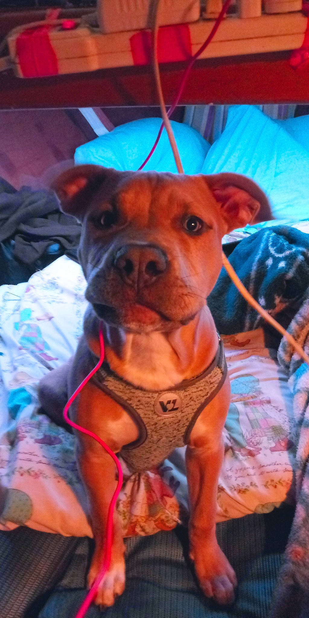 Champion joined the competition — help win amazing prizes! american_pit_bull_terrier, canidae, carnivore, dog, dog_breed, fawn, mammal, pit_bull, snout