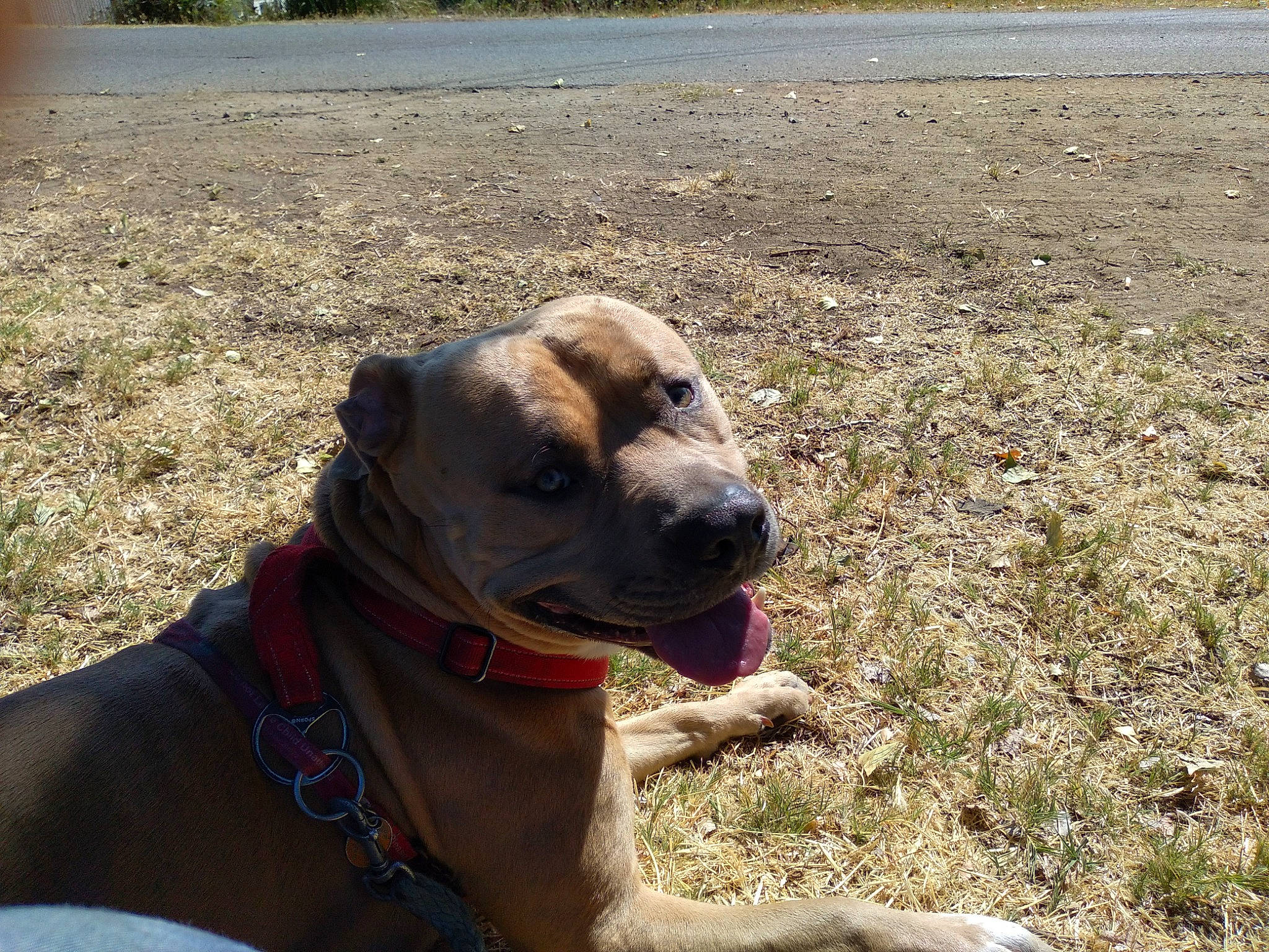 Champion joined the competition — help win amazing prizes! alano_espanol, alaunt, black_mouth_cur, canidae, carnivore, cimarron_uruguayo, dog, dog_breed, fawn, fila_brasileiro, mammal, non_sporting_group, snout, vertebrate