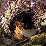 Lola participe au concours pour gagner de l'argent avec cette photo : cat, calico, flowers, purple_blossoms, moss, outdoor, nature, sunlight, pet, animal, whiskers, fur, garden, plant, relaxing, closeup, spring, shadows, bokeh, greenery