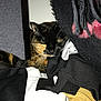 Lola a rejoint le concours — aidez-le/la à gagner de superbes lots ! cat, tortoiseshell, sleeping, clothes, fabric, black, white, yellow, texture, indoor, cozy, pile, resting, soft, whiskers, fur, closeup, quiet, peaceful, hidden