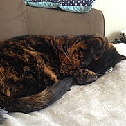 Lola participe au concours pour gagner de l'argent avec cette photo : cat, tortoiseshell, sleeping, curled_up, blanket, couch, furniture, indoor, pet, fur, tail, whiskers, resting, cozy, domestic_animal, cute, animal, mammal, relaxing, nap