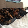 cat, tortoiseshell, sleeping, curled_up, blanket, couch, furniture, indoor, pet, fur, tail, whiskers, resting, cozy, domestic_animal, cute, animal, mammal, relaxing, nap