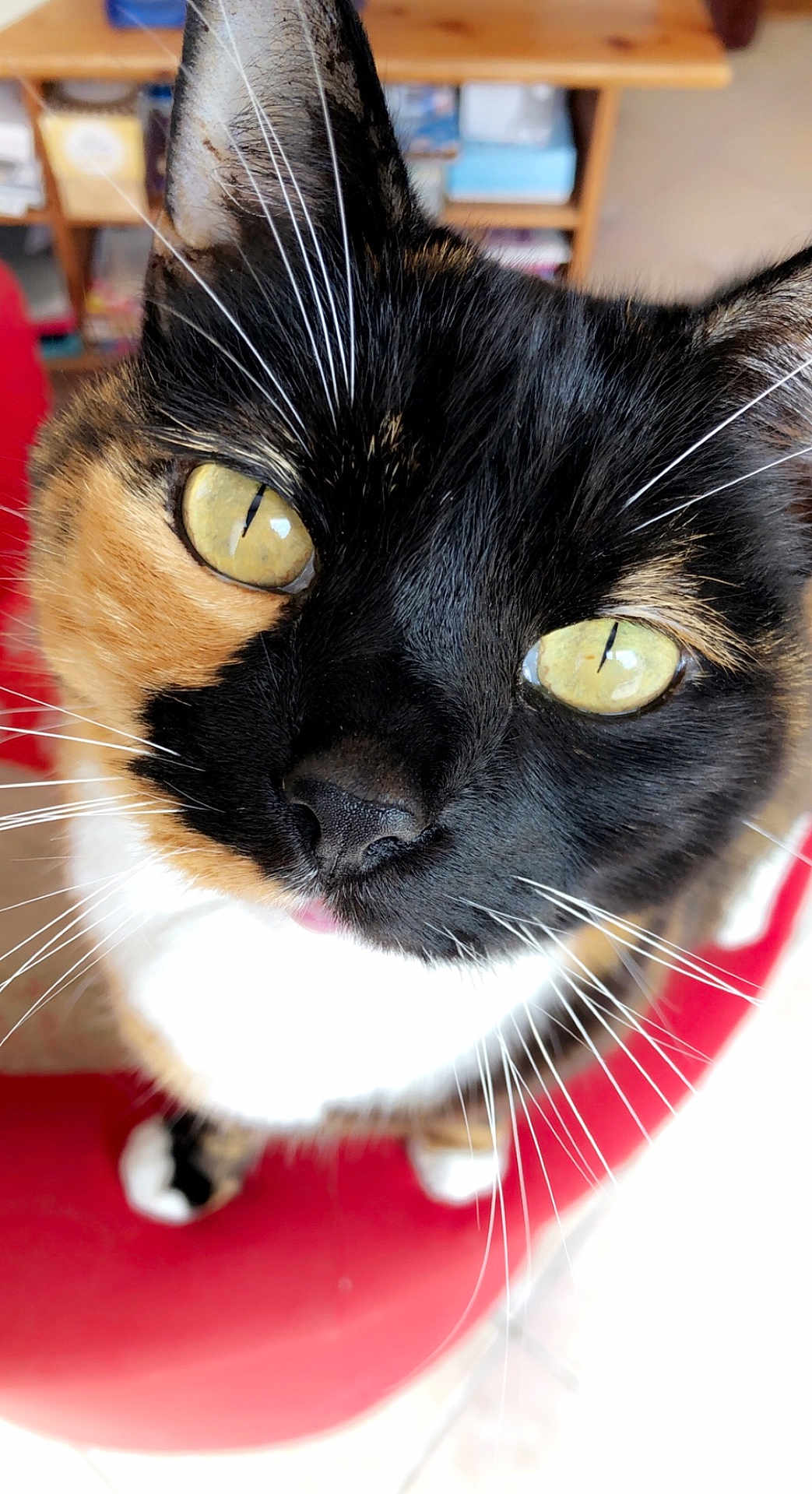 Lola a rejoint le concours — aidez-le/la à gagner de superbes lots ! cat, calico, close_up, yellow_eyes, whiskers, red_chair, indoor, pet, feline, curious, fur, animal, face, nose, ears, sitting, household, background, shelf, domestic