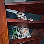Taylor a rejoint le concours — aidez-le/la à gagner de superbes lots ! cat, tabby, wooden_stairs, indoor, curious, wide_eyes, pet, feline, staircase, home_decor, jar, decorative_stones, whiskers, collar, paws, looking_up, animal, domestic_cat, wood, furniture