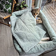 Taylor participe au concours pour gagner de l'argent avec cette photo : cat, tabby_cat, blanket, pet_bed, indoor, window, glass_door, wooden_floor, chair, cushion, plant, greenery, relaxing, curious, cozy, furniture, home_interior, natural_light, paw, resting